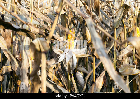 high dry field with corn and ripe yellow cobs before harvesting grain, late autumn Stock Photo