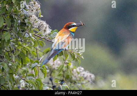 bee-eaters (merops) in the vineyards of Furth, Lower Austria, Austria Stock Photo