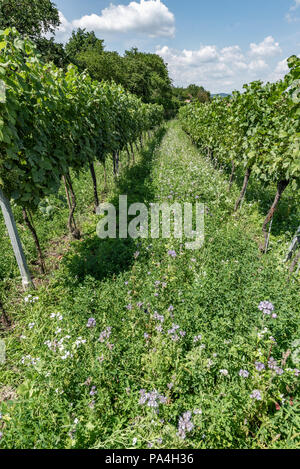 viticulture at Mautern, Wachau, Lower Austria, Austria Stock Photo
