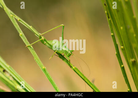 A female Speckled Bush cricket, Leptophyes punctatissima, camouflaged on a broom bush in Dorset England UK GB. Stock Photo