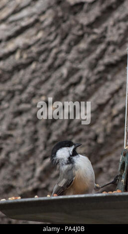 Black-capped Chickadee intently inspecting a bird feeder and its contents. Stock Photo