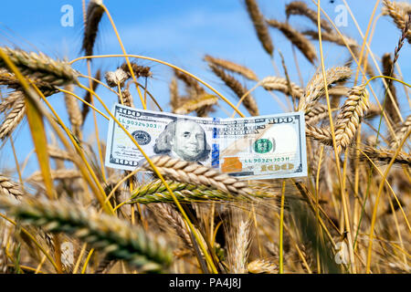 one hundred US dollars for mature rye in an agricultural field, closeup idea of an agricultural business Stock Photo