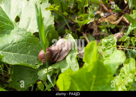 creeping on the ground and green plants a large number of grape snails in the summer season, top view, closeup Stock Photo