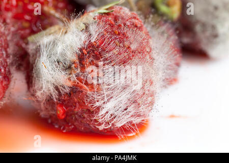 Strawberry covered with mould, composite image - Stock Image - F026/6923 -  Science Photo Library