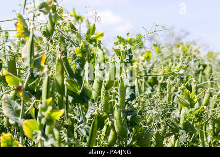 green pea pods and inflorescences in the field, agricultural activities and food growing, closeup Stock Photo