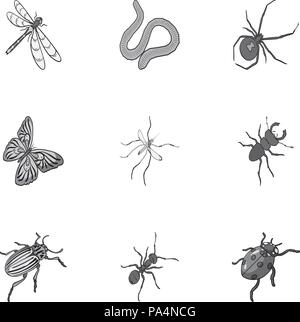Beetle, wasp, bee, ant, fly, spider, mosquito and other insect species. Various insects set collection icons in monochrome style vector symbol stock i Stock Vector