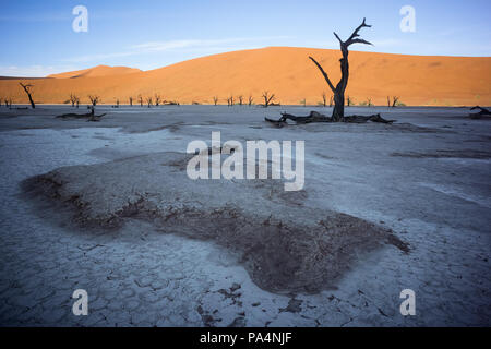 Dry trees during a sunny morning in the Deadvlei (Death Valley) in Sossuvlei, Namibia Stock Photo
