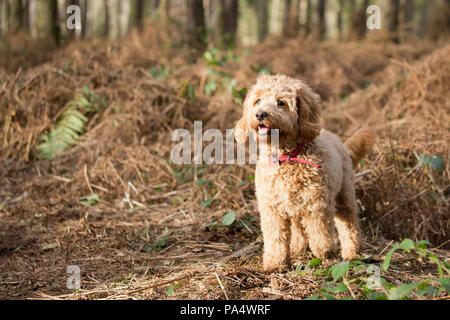 Beige Cockerpoo playing in the wood Stock Photo
