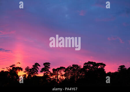 Dramatic and colourful sunset over a horizon of silhouetted trees Stock Photo