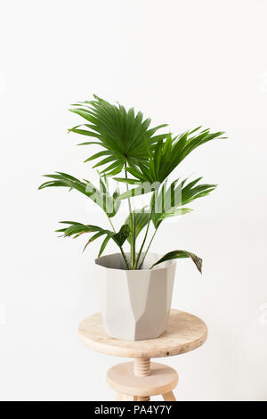 Pot plant (Green Livistona Rotundiflora palm) in a geometric-shaped pot Stock Photo
