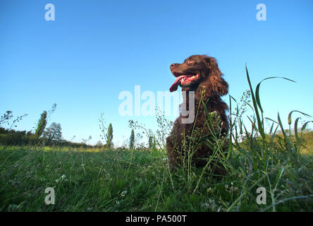 Brown working cocker spaniel in a field Stock Photo