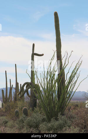 Desert landscape filled with ocotillo, creosote bushes, saguaro, prickly pear and cholla cacti  on the Desert Discovery Nature Trail in Saguaro Nation Stock Photo