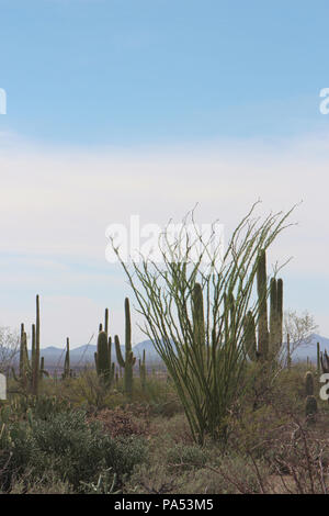 Desert landscape filled with ocotillo, creosote bushes, saguaro, prickly pear and cholla cacti  on the Desert Discovery Nature Trail in Saguaro Nation Stock Photo