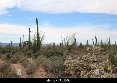 Desert landscape filled with ocotillo, creosote bushes, saguaro, prickly pear and cholla cacti  on the Desert Discovery Nature Trail in Saguaro Nation Stock Photo