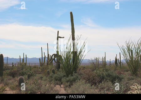 Desert landscape filled with ocotillo, creosote bushes, saguaro, prickly pear and cholla cacti  on the Desert Discovery Nature Trail in Saguaro Nation Stock Photo