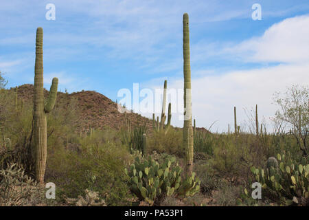 Desert landscape filled with ocotillo, creosote bushes, saguaro, prickly pear and cholla cacti  on the Desert Discovery Nature Trail in Saguaro Nation Stock Photo