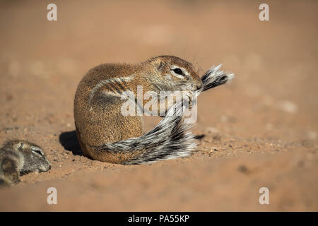 Ground squirrel (Xerus inauris) grooming, Kgalagadi Transfrontier Park, Northern Cape, South Africa Stock Photo