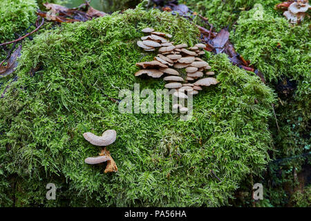 Wild mushrooms growing on a rock that is covered with foliage in a British forest during winter Stock Photo