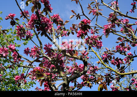 Semi-double red flowers of a fruiting crab apple Aldenhamensis (Purpurea) in early May in a garden near Caernarfon, Wales, UK. Stock Photo