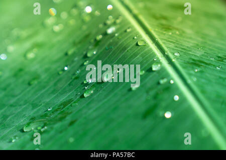 Closeup selective soft focus rain drop on green banana leaf surface, rain droplets Stock Photo