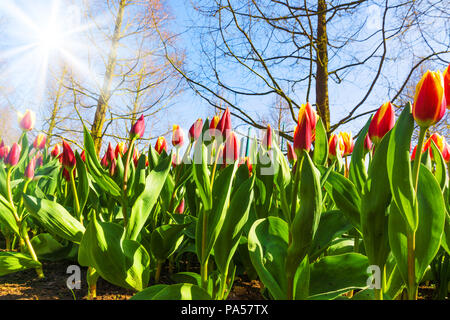 tulips over a blue sky background.  Fresh spring tulips with sky Stock Photo