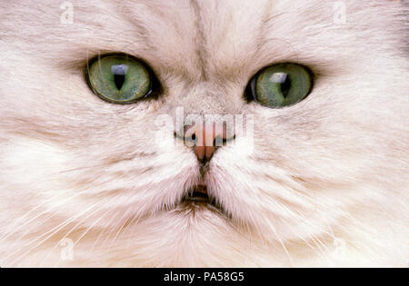Persian Chinchilla Cat - Close-up - Persan chinchilla Stock Photo