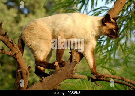 Chat Siamois Stock Photo Alamy