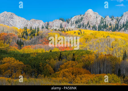 Aspen trees and autumn color along Kebler Pass in West Elk Mountains near Crested Butte, Colorado. Stock Photo