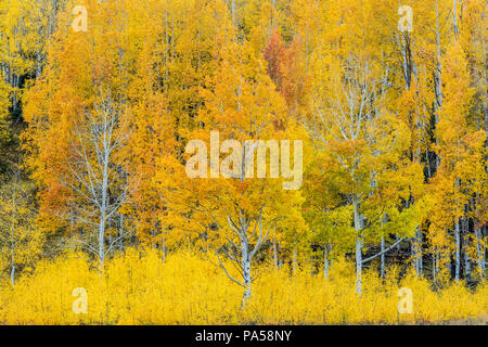 Aspen trees and autumn color along Kebler Pass in West Elk Mountains near Crested Butte, Colorado. Stock Photo