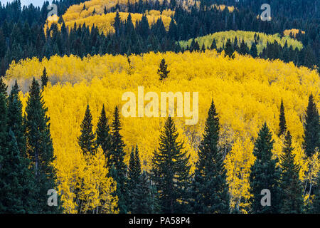 Aspen trees and autumn color along Kebler Pass in West Elk Mountains near Crested Butte, Colorado. Stock Photo