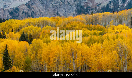 Aspen trees and autumn color along Kebler Pass in West Elk Mountains near Crested Butte, Colorado. Stock Photo