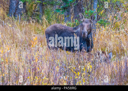 Female Moose in forested area along Kebler Pass in West Elk Mountains near Crested Butte, Colorado. Stock Photo