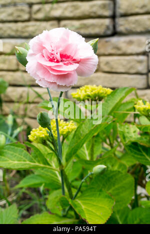 Pink Carnation (Dianthus caryophyllus) Flower Growing in a British Domestic Garden Stock Photo