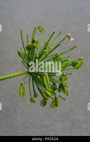 leaves of agapanthus praecox love flower from south africa plant macro leaf close up