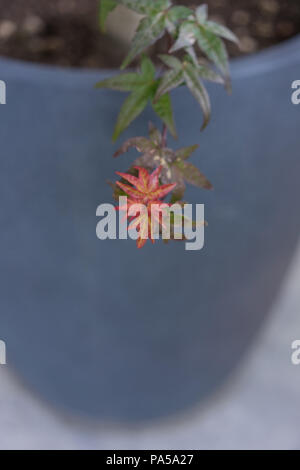 red bud of japanese maple front view isolated Stock Photo