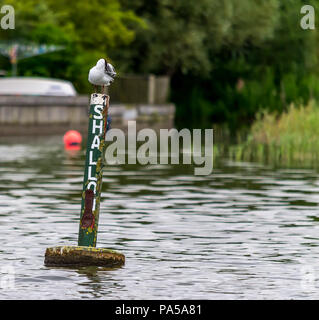 A black headed gull sitting on on an old rusted sign post in the water Stock Photo