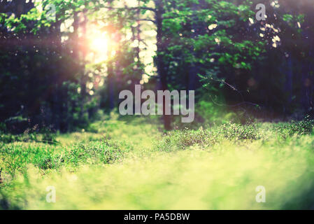 Bokeh light from sun through leaves in forest. Blur green abstract background. Banner. Wild nature Stock Photo