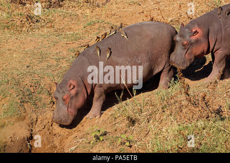 Hippos (Hippopotamus amphibius) with oxpecker birds, Kruger National Park, South Africa Stock Photo