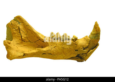 A cave lion (panthera spelea) lower jaw (mandible) from the last Ice Age with immense canine teeth and molars intact. Isolated against a white backgro Stock Photo