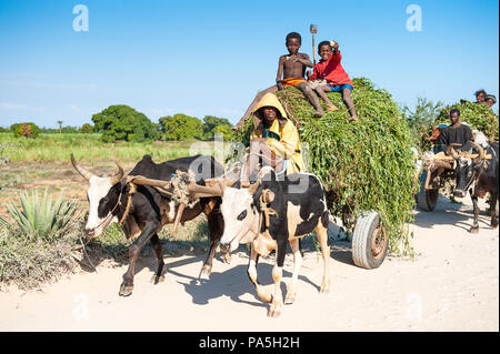 ANTANANARIVO, MADAGASCAR - JULY 3, 2011: Unidentified Madagascar children over the banch of leaves in the cow carriage. People in Madagascar suffer of Stock Photo