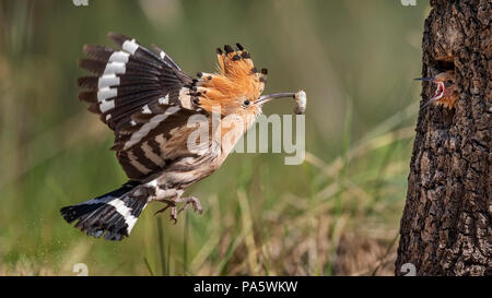 Hoopoe (Upupa epops), adult bird in flight with prey, feeds young bird to nest in the tree, Middle Elbe Biosphere Reserve Stock Photo