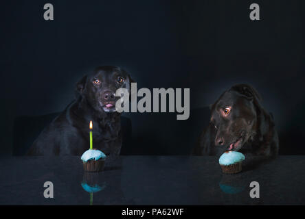 Portrait of a Chocolate lab in the studio Stock Photo