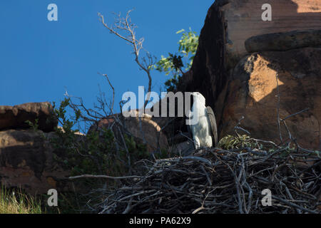 White-bellied Sea-eagle (Haliaeetus leucogaster) in the Kimberley Stock Photo