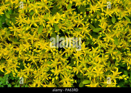 Beautiful golden flowers of succulent and medicinal plant Sedum hybridum (family Crassulaceae) close up - natural floral summer background, selective  Stock Photo