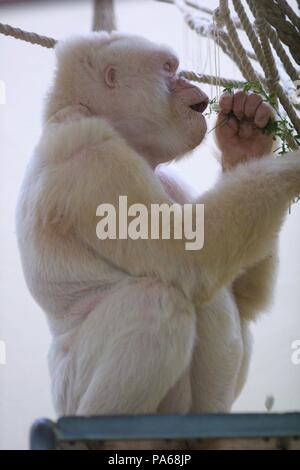 Copito de nieve, gorila albino. Zoológico de Barcelona Stock Photo - Alamy