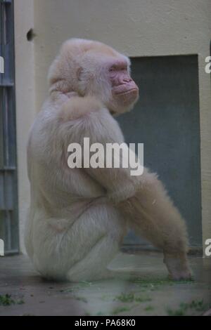 Copito de nieve, gorila albino. Zoológico de Barcelona Stock Photo - Alamy