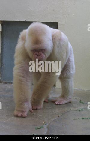 Copito de nieve, gorila albino. Zoológico de Barcelona Stock Photo - Alamy