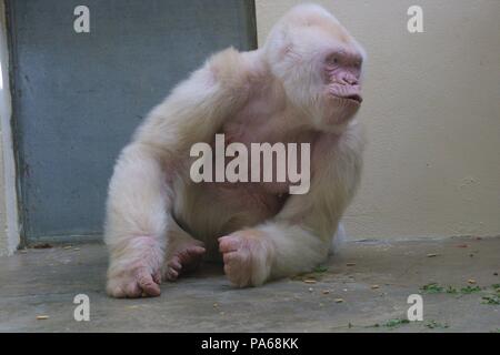 Copito de nieve, gorila albino. Zoológico de Barcelona Stock Photo - Alamy