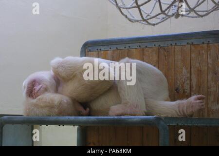 Copito de nieve, gorila albino. Zoológico de Barcelona Stock Photo - Alamy