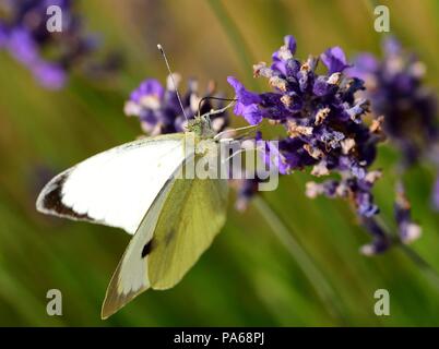 A small cabbage white butterfly on lavender Stock Photo